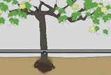 葡萄果树液体肥使用技术